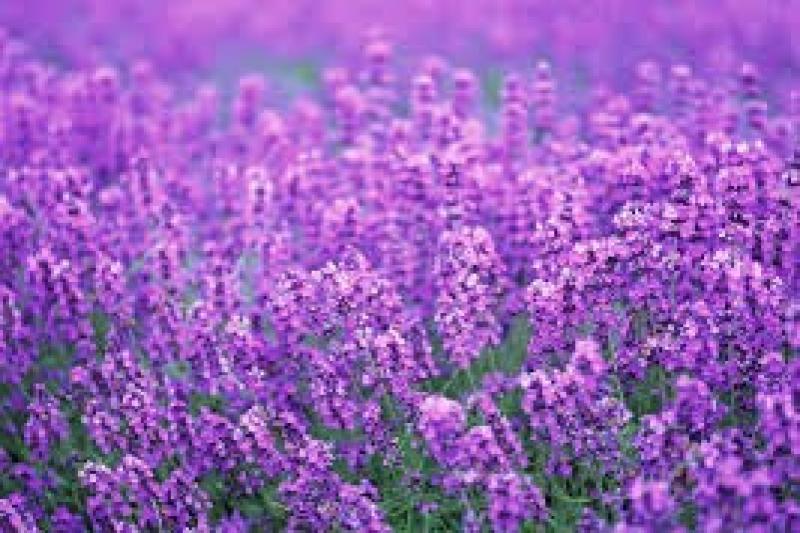 Mùi Lavender 